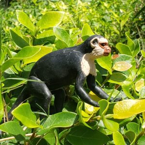 Macaco Caputino Macuxi P - 10 x 7 x 6 cm