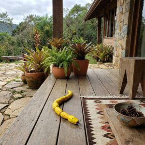 Cobra Miriti - 40 cm - nº 3